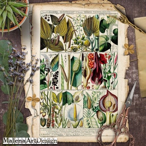 Papéis, Botânico, Vintage, CARTÃO, Cartões Digitais Imprimíveis, Papéis para Artesanato, Scrapbook, Junk Journal
