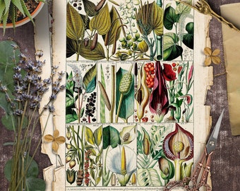 Papers, Botanical, Vintage, CARD, Digital Cards Printables, Papers For Crafts, Scrapbook, Junk Journal
