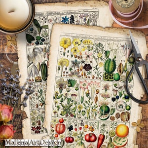 Papéis, Botânico, Vintage, CARTÃO, Cartões Digitais Imprimíveis, Papéis para Artesanato, Scrapbook, Junk Journal