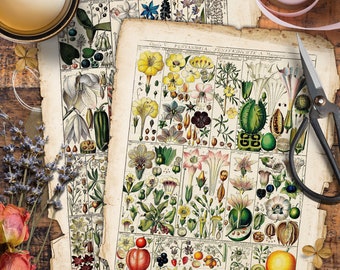Papers, Botanical, Vintage, CARD, Digital Cards Printables, Papers For Crafts, Scrapbook, Junk Journal