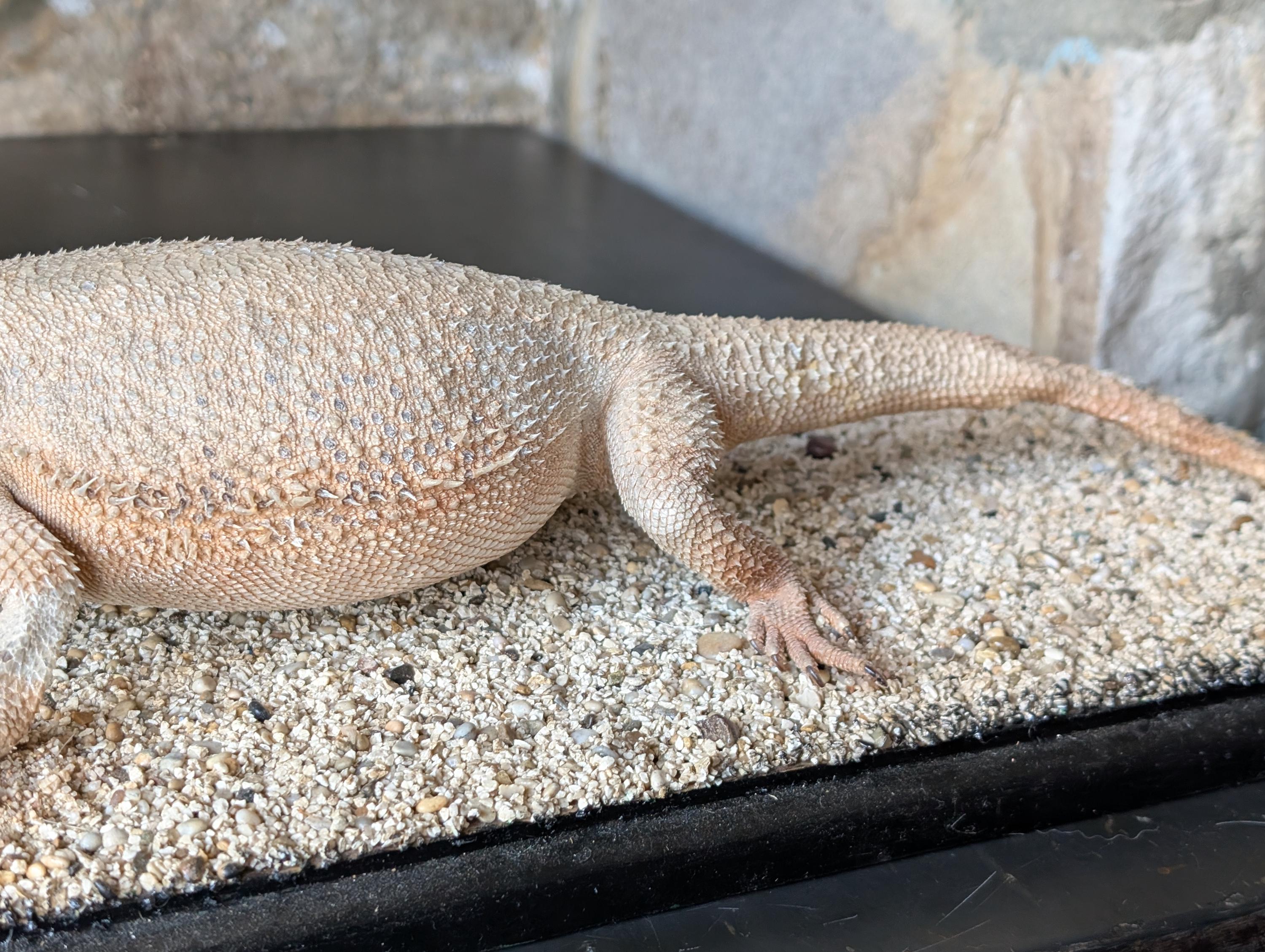 素晴らしい剥製、セントラルフトアゴヒゲトカゲ。砂漠の砂に覆われた 