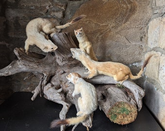 Four taxidermy Stoats (Ermine) in winter coats. Mounted on a large log base. In fighting and snarling poses. Vintage UK piece.