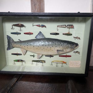 Taxidermi av en briljant laxöring i hölje 1964. I svartbehandlad englasmonter med fiskebeten. Oulton Broad, Storbritannien.