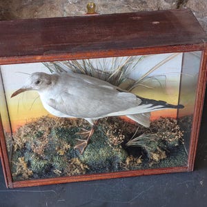 A very unusual Common Gull by W. Alderton, Hairdresser, Wig Maker & Naturalist. Early 20th century with 3 glass case and painted backdrop.