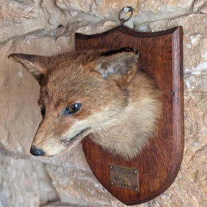 May include: A mounted fox head on a wooden shield-shaped plaque. The fox has reddish-brown fur and a detailed face. A metal plaque on the shield reads "BADSWORTH HUNT MARCH 21 1933". The plaque is hanging on a stone wall.