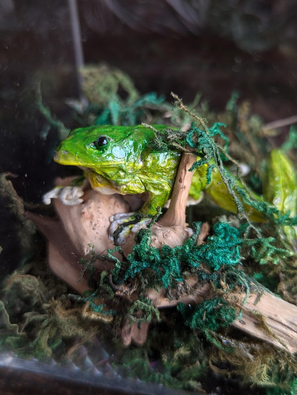An Unusual Taxidermy Australian Green Tree Frog. in Acrylic Case on Log ...
