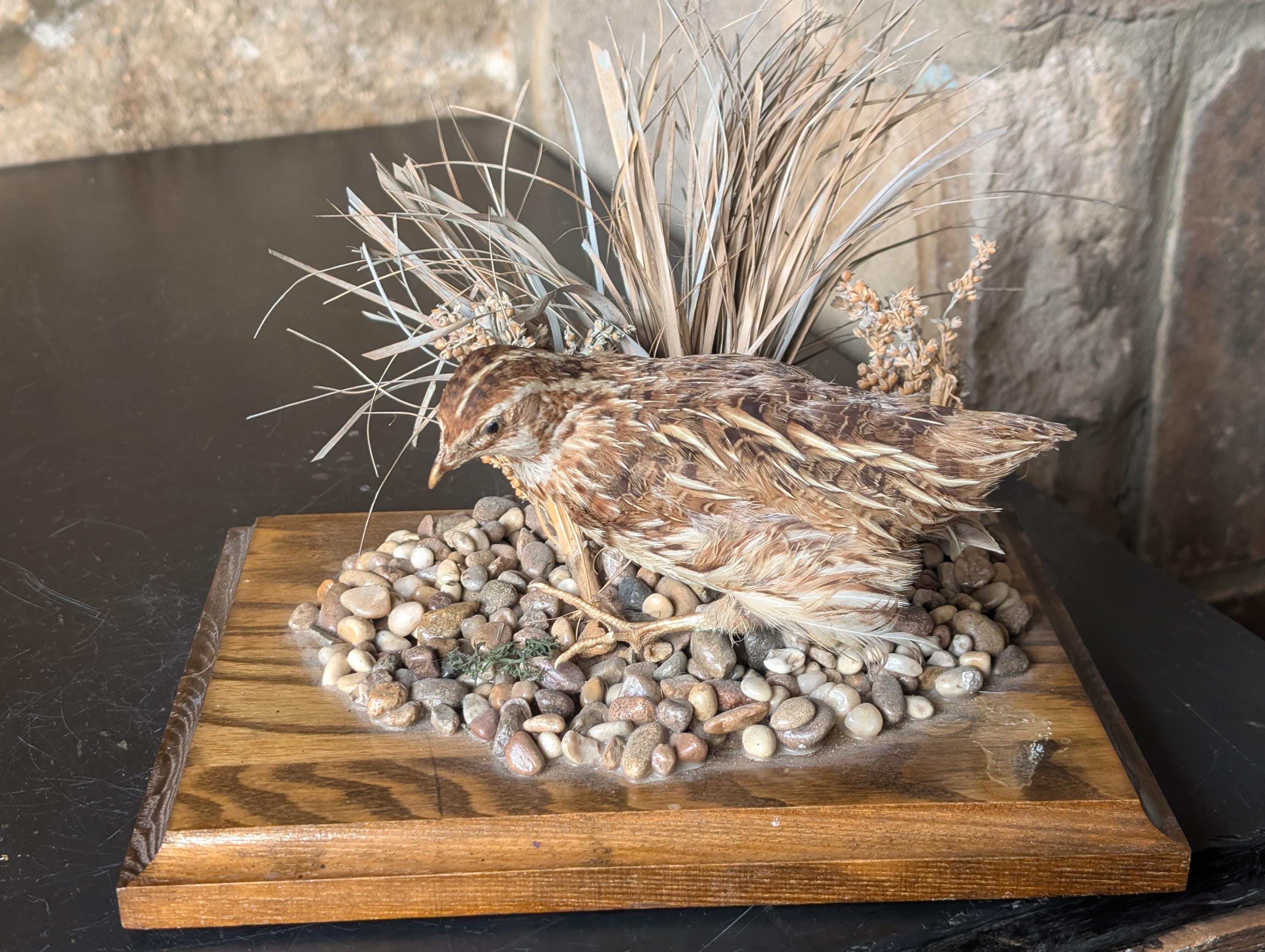 Taxidermie Perdrix rouge/naturalise sur socle | Selency