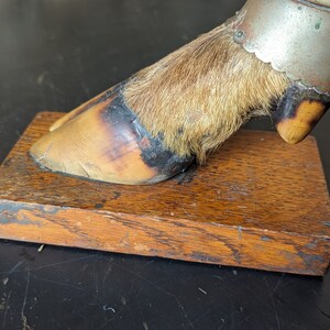May include: A taxidermied animal foot with fur and a metal band around the hoof. The foot is mounted on a wooden base.