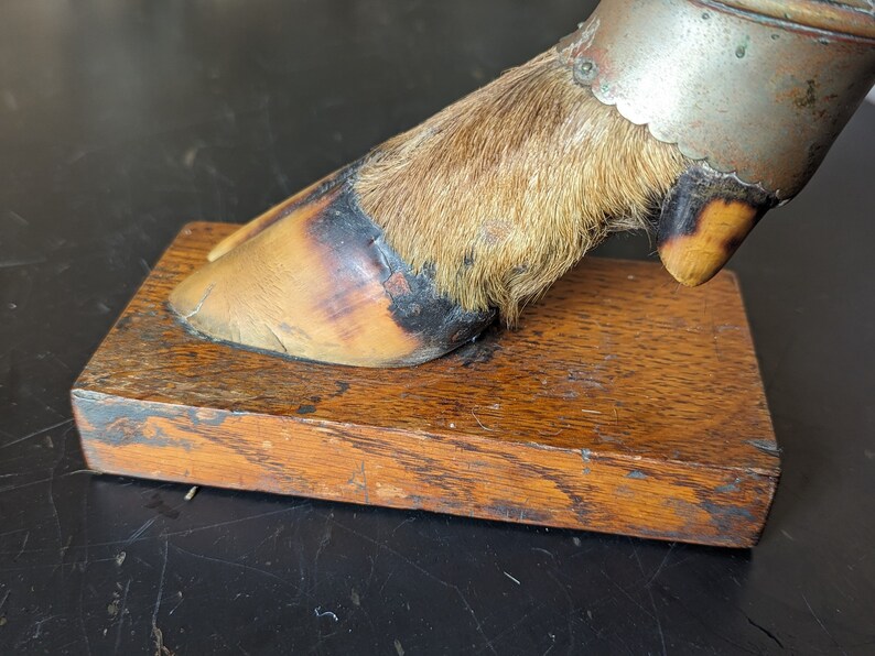 May include: A taxidermied animal foot with fur and a metal band around the hoof. The foot is mounted on a wooden base.