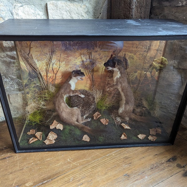 An exquisite taxidermy diorama of 2 Stoats attacking a Hedgehog. Woodland scene and foliage, enclosed within an ebonised three-glass case.