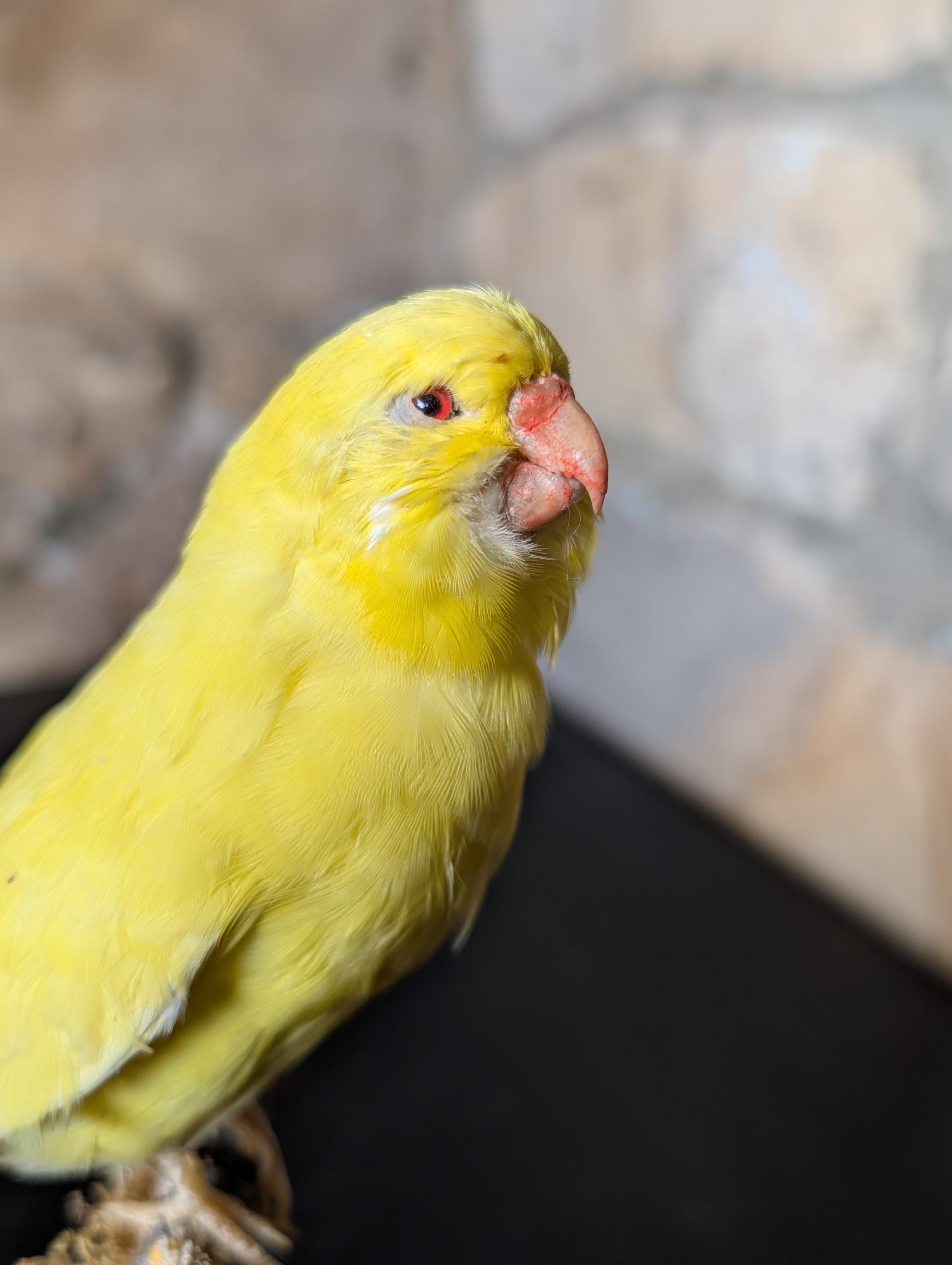 A Stunning Pearl Budgie Bird, Perched on Short Tree Stump