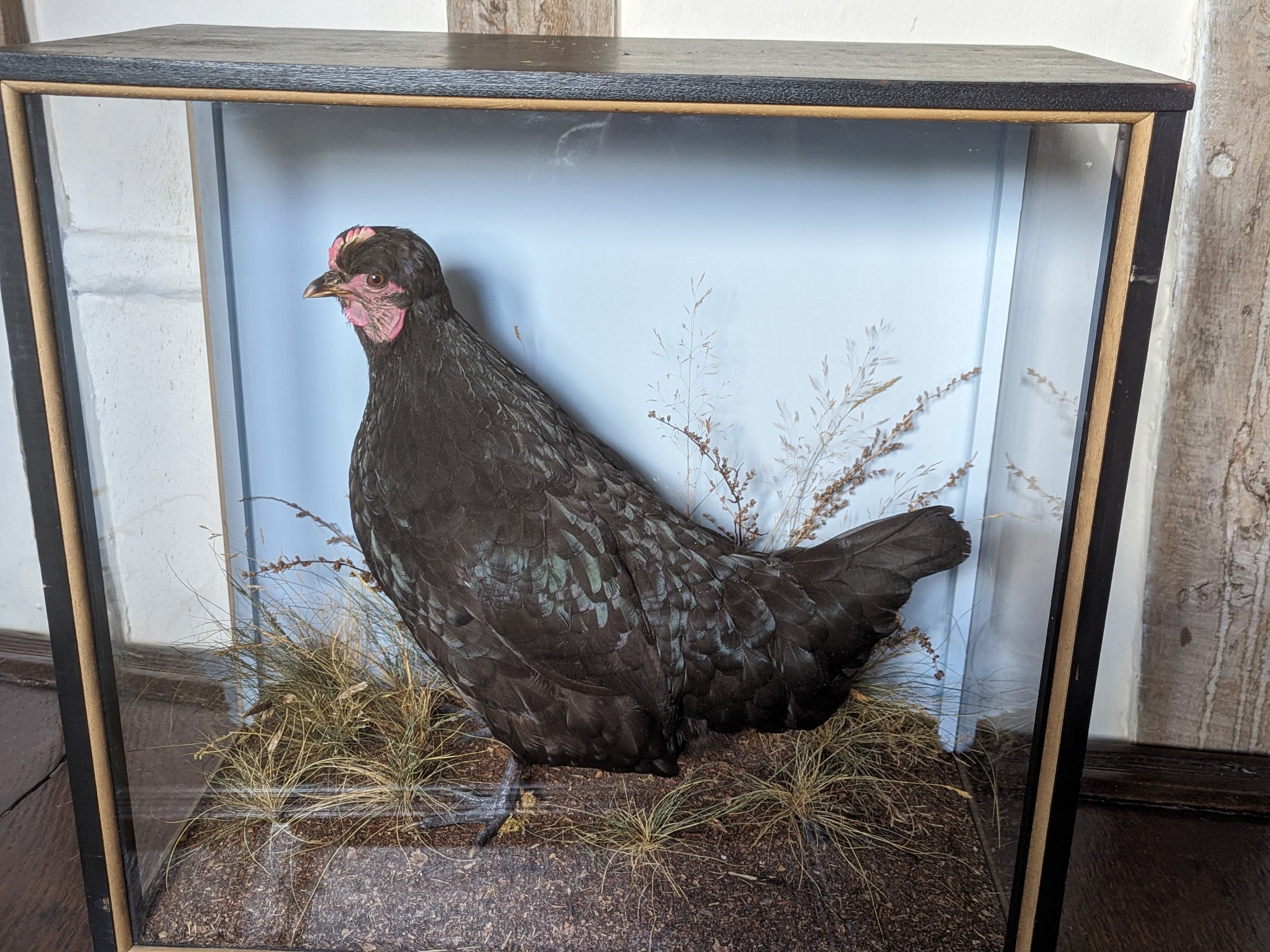 Antique taxidermy parrot - Etsy 日本