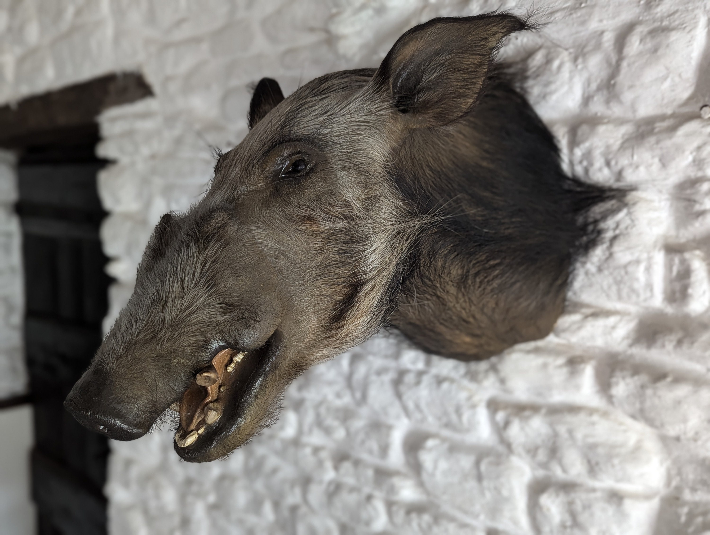 A Exceptional and Unusual Taxidermy Wild African Bushpig (red