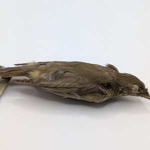 May include: A preserved bird specimen, lying on a white surface. The bird has brown and tan feathers, a long beak, and closed eyes. A thin, beige measuring stick is partially visible.