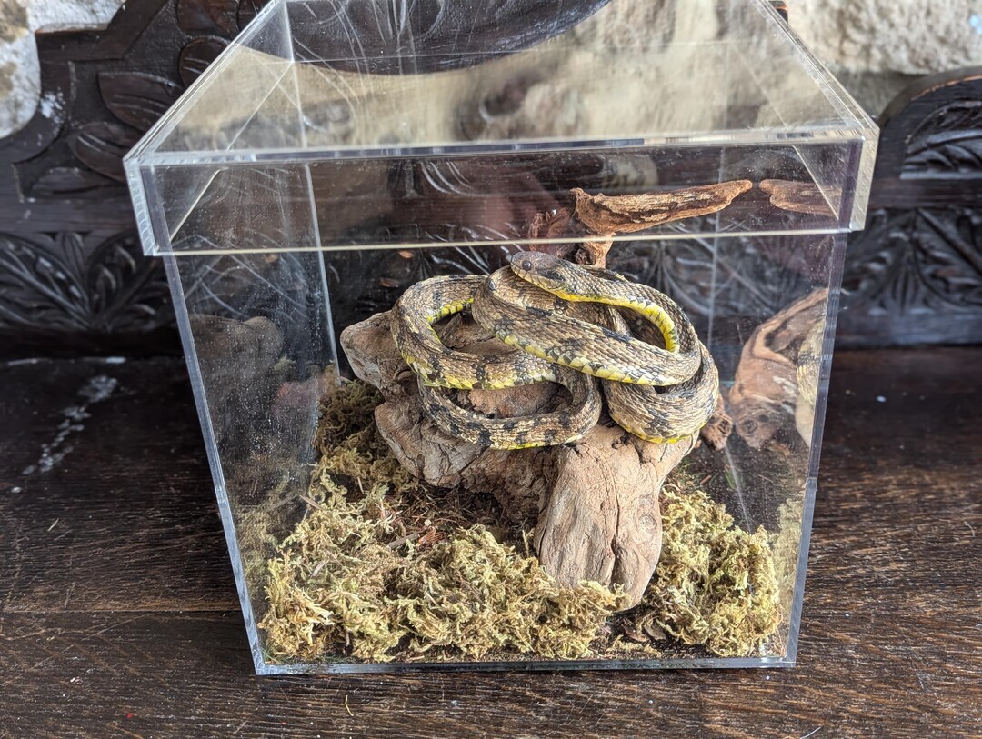 A Beautiful Life-like Taxidermy Diamondback Water in