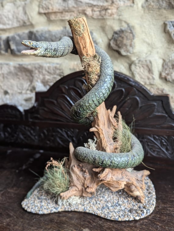 コブラの剥製 木製台座付き コブラの剥製 木製台座付き 【公式通販】