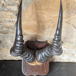 May include: A pair of dark brown, spiraled horns mounted on a wooden plaque with a brown background. The horns are curved and have a textured surface.