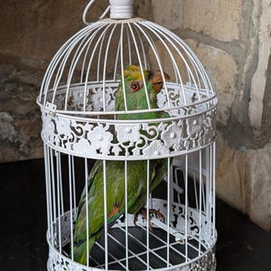 Antique taxidermy parrot - Etsy 日本