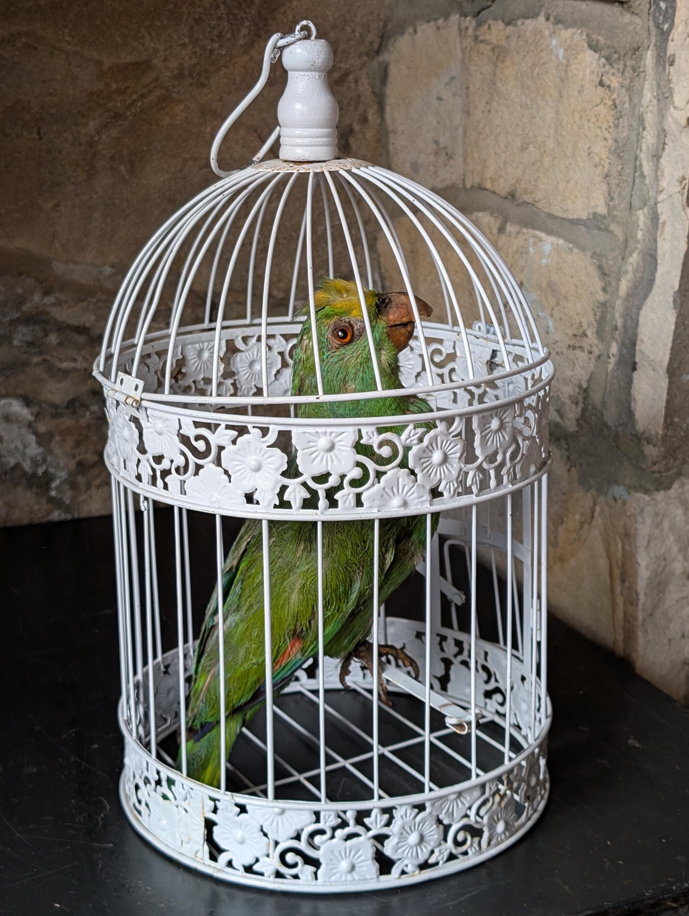 Antique taxidermy parrot - Etsy 日本