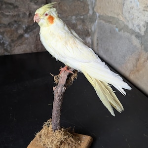 A stunning Pearl Budgie bird, Perched on short tree stump with foliage and wood mount. Wonderfully coloured captive bred parrot. Budgerigar.