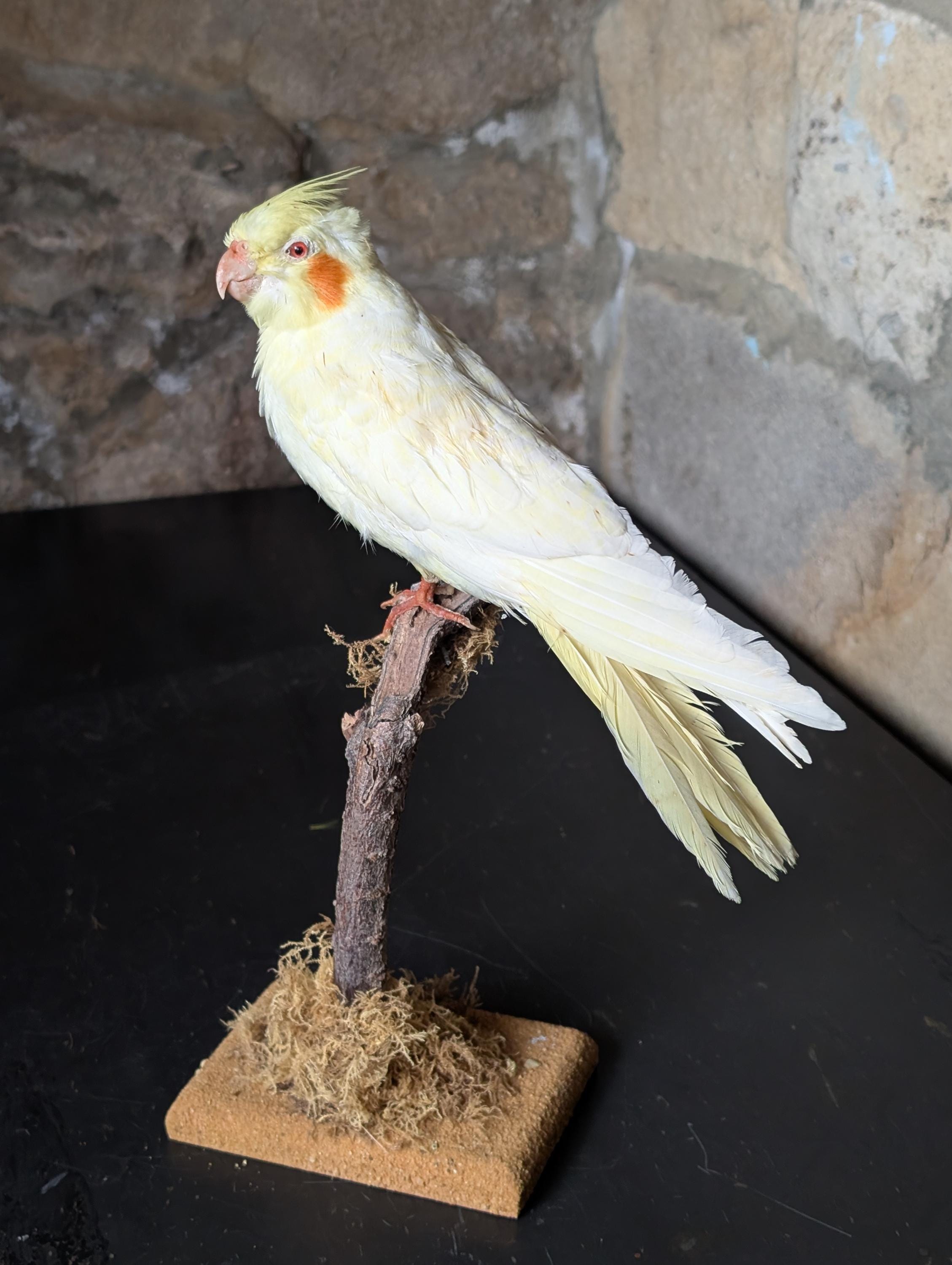 オグロインコの剥製 5a9a32b5e31a502cfab6b6899d5ffb