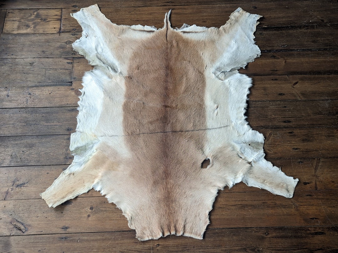 Impala Animal Rug Taxidermy A Vintage Impala Pelt, Skin Rug. Large. African Antelope ...