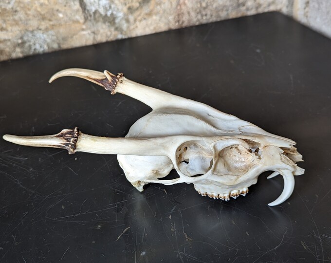Vintage Taxidermy Muntjac barking Deer Skull and Antlers. With Original