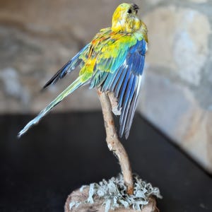 Antique taxidermy parrot - Etsy 日本