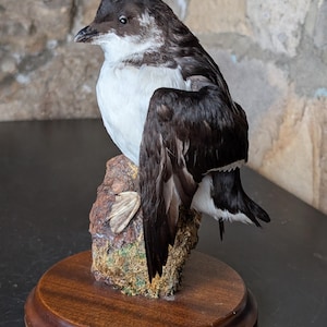 Antique taxidermy parrot - Etsy 日本