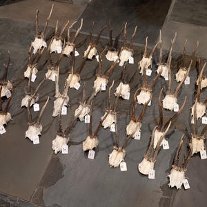 May include: Overhead shot of multiple deer antlers, each mounted on a white skull base. The antlers vary in size and color, ranging from light brown to dark brown. Small white tags with numbers are attached to each base.