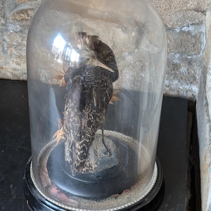 May include: A taxidermied bird specimen encased in a glass dome. The bird has brown and tan feathers and is mounted on a black base with a silver trim. The dome is clear, allowing a view of the bird.