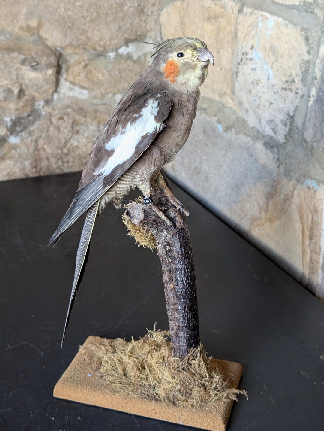 A Quirky Little Taxidermy Grey Cockatiel. Perched on Twig Branch With ...