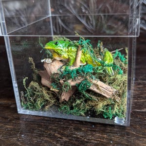 An Unusual Taxidermy Australian Green Tree Frog. in Acrylic Case on Log ...