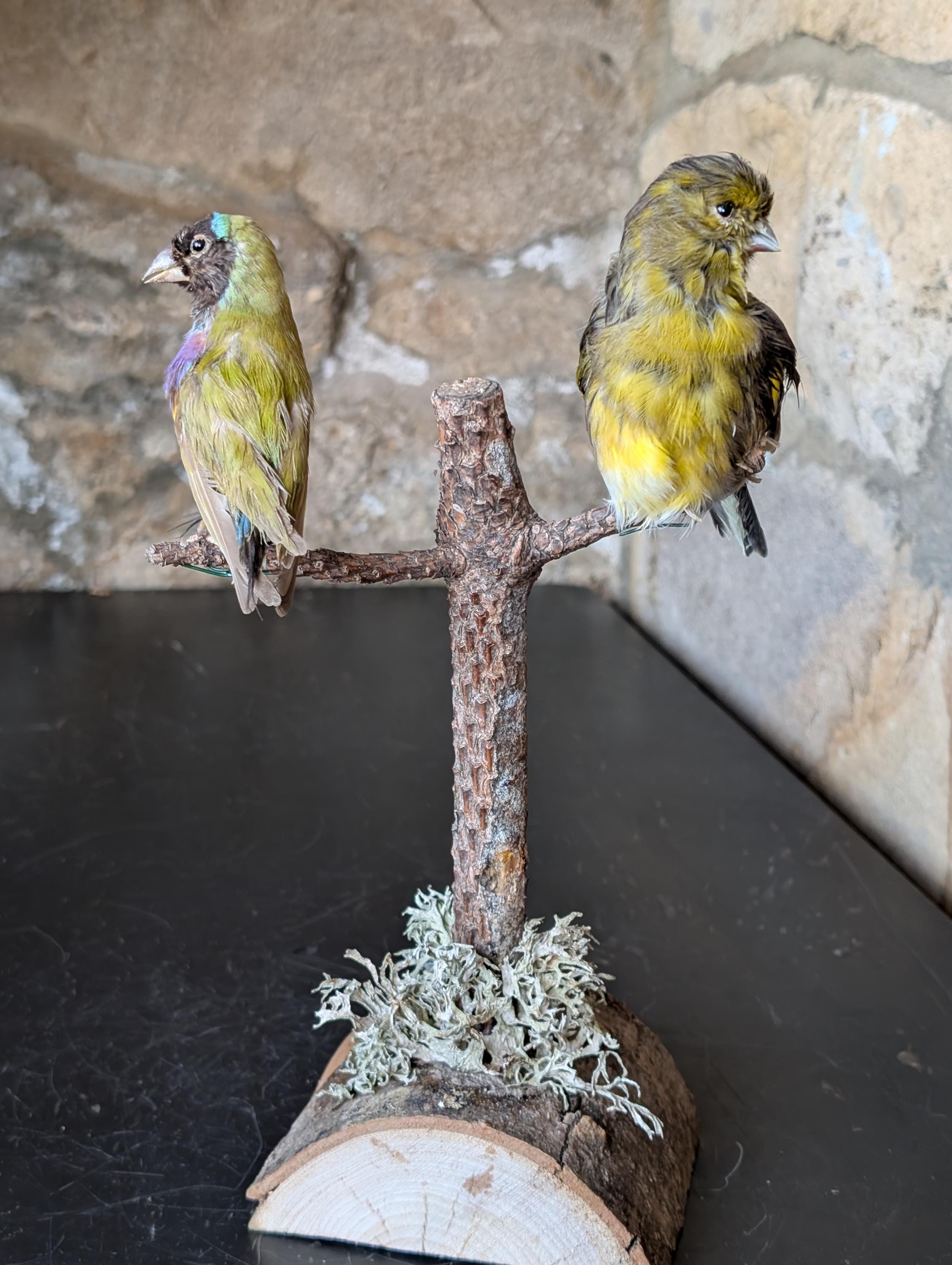 Antique taxidermy parrot - Etsy 日本