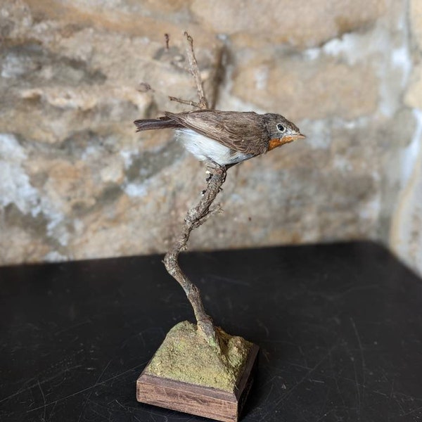 Bird Taxidermy - Etsy