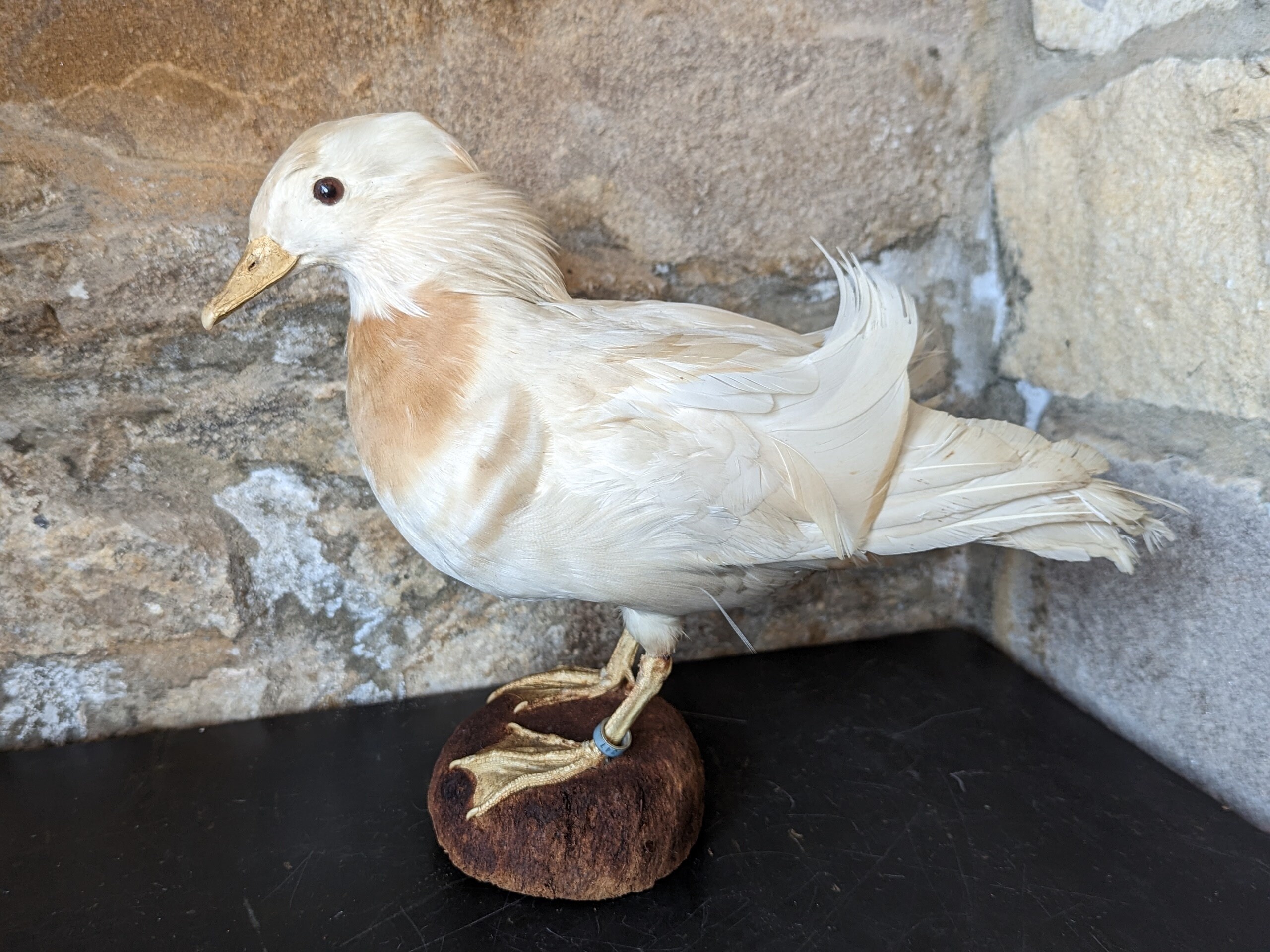 A wonderful taxidermy White Mandarin Duck. A unusual captive bred