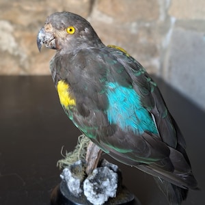Antique taxidermy parrot - Etsy 日本
