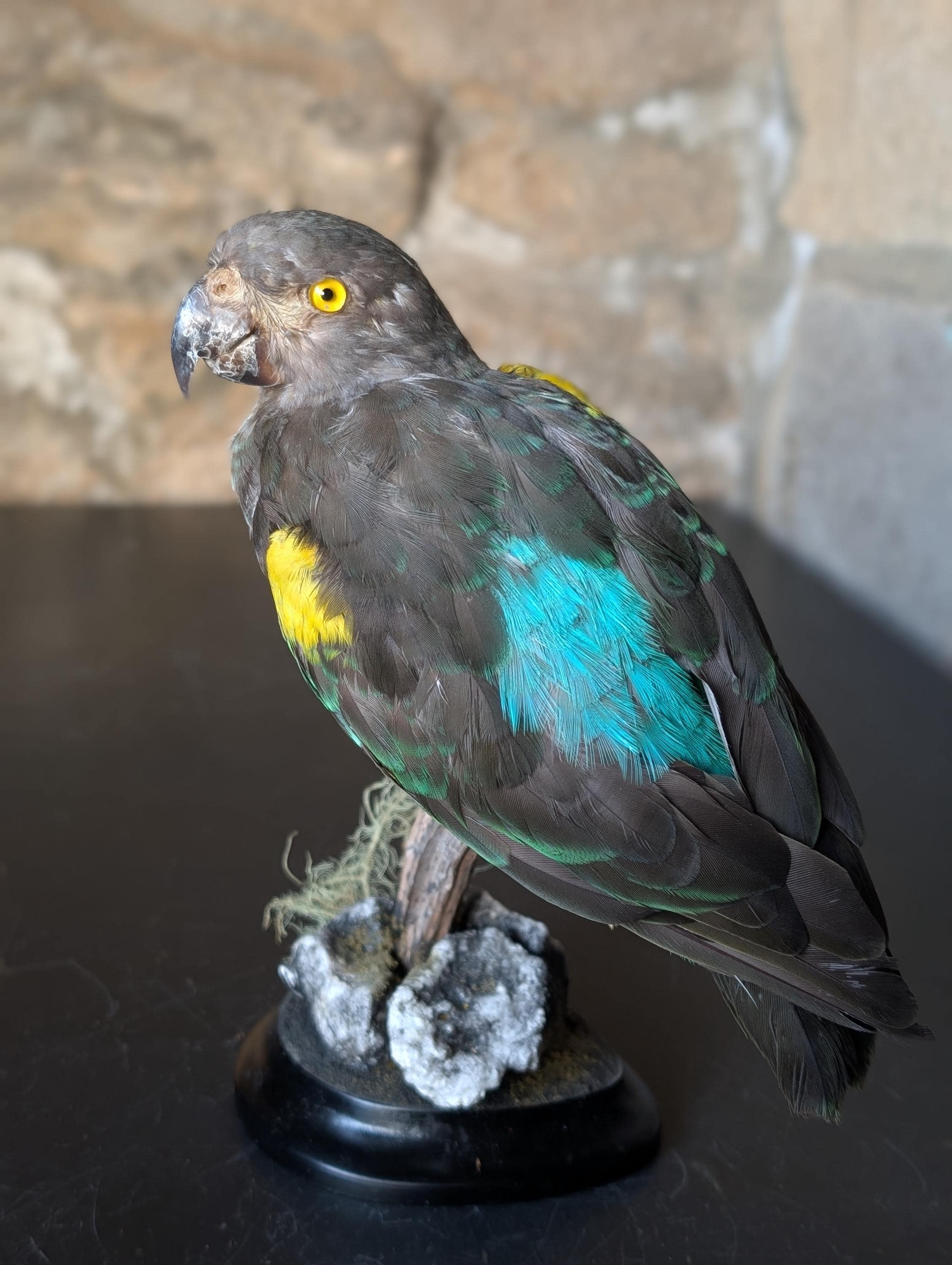 オグロインコの剥製 オグロインコの剥製