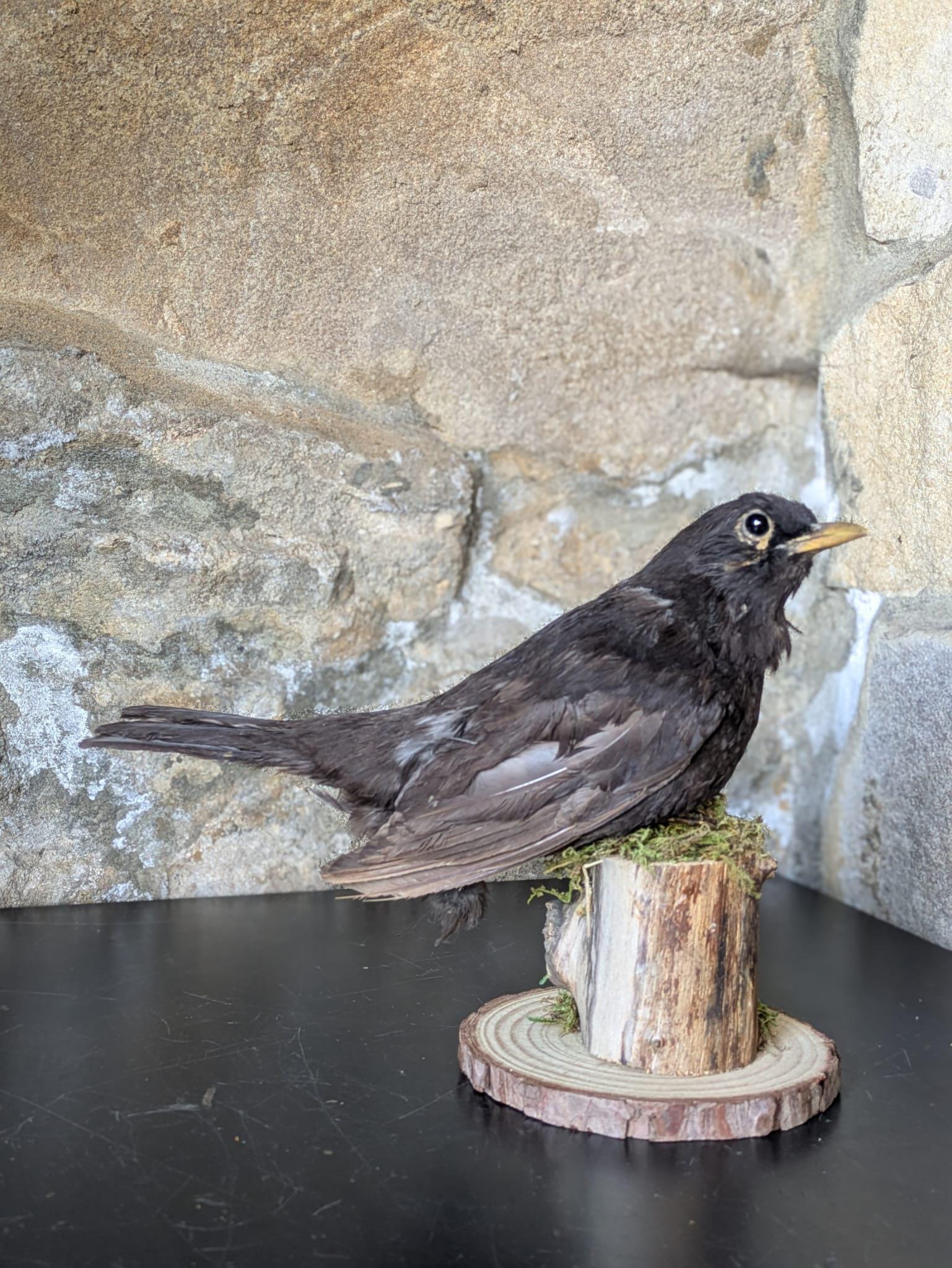 Taxidermy Blackbird - Etsy