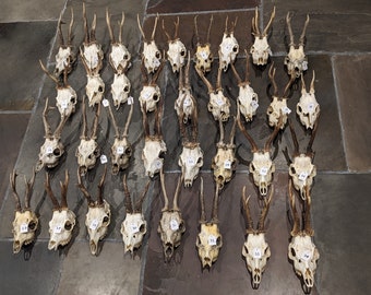 Vintage Large Roe Deer Antlers, full upper skulls & teeth. Taxidermy. Ideal for display or crafts. Discounts on multi buy. Select your own