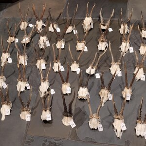Vintage rådjurshorn och övre skallar. Stor. Taxidermi. Perfekt för visning eller hantverk. Rabatt på frakt vid köp av flera delar. Välj din egen.