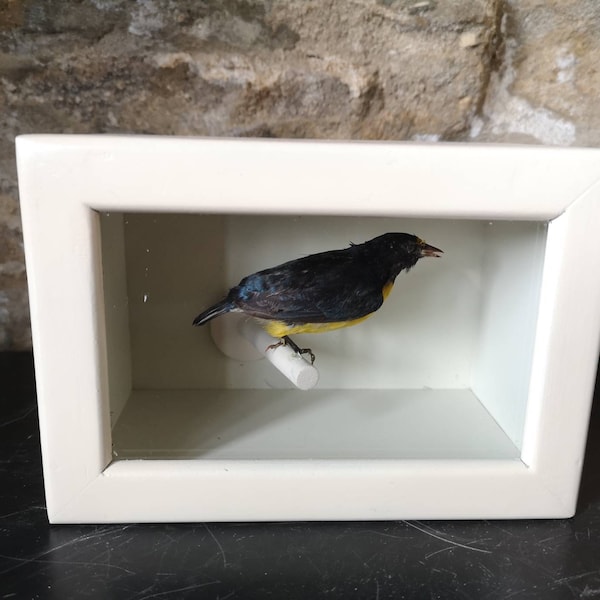 Une belle Euphonia à gorge pourpre de taxidermie victorienne. Perché dans un boîtier minimaliste à la façade de verre. Oiseau empaillé ancien du 19ème siècle.