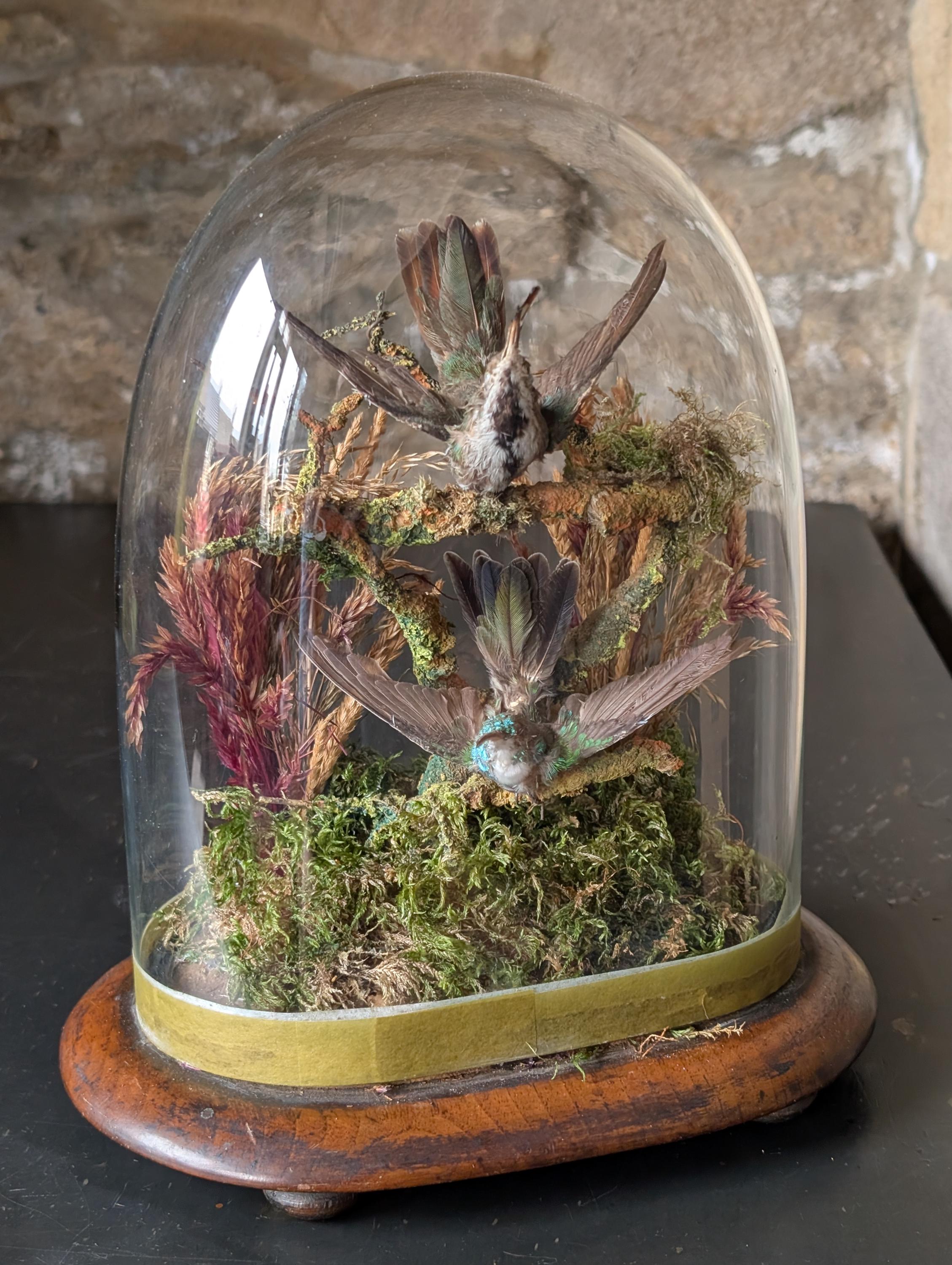 A taxidermy Victorian pair of hummingbirds. 2 full mount adults 