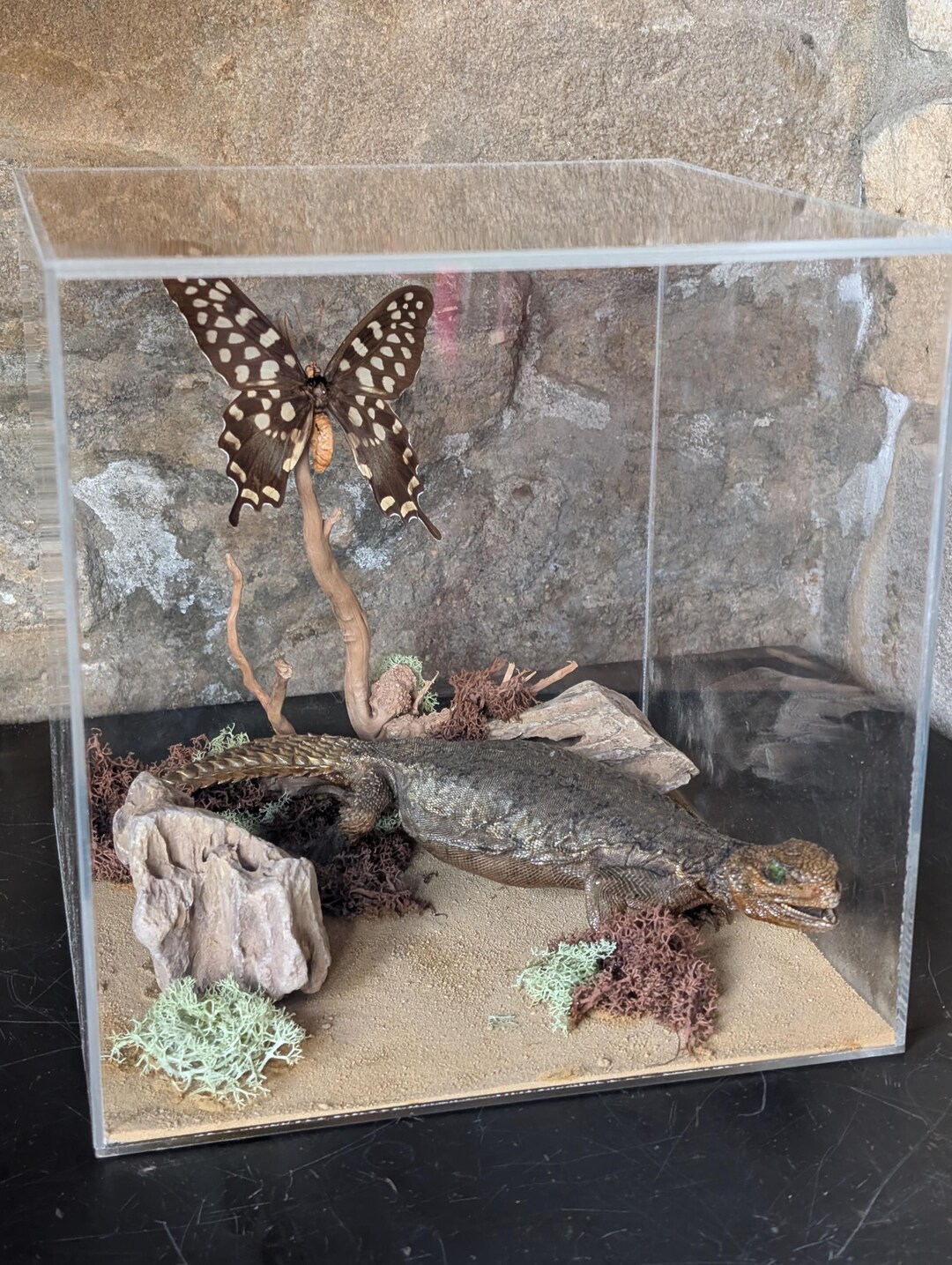 A Unique Taxidermy Cased Central Bearded Dragon Lizard. in Acrylic Case ...