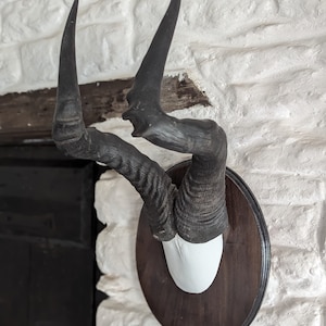 May include: A pair of black horns mounted on a dark wood plaque with a white background. The horns are curved and have a textured surface.