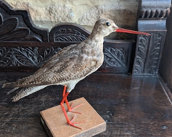 A well presented taxidermy Red Shank. Mounted on a simple base in standing postion. Vintage British bird. Wading bird.