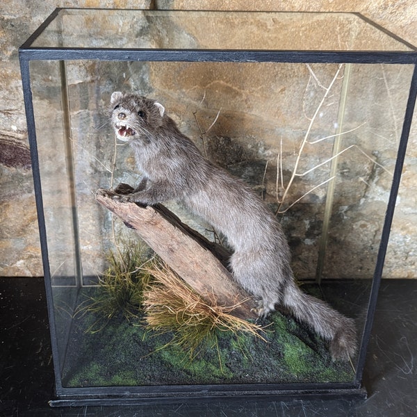 A wonderful taxidermy cased Blue Mink on log mount with foliage. Woodland scene, enclosed within an ebonised five-glass display case.