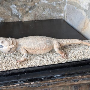 May include: A detailed sculpture of a bearded dragon lizard, with an open mouth, resting on a sandy textured surface. The lizard is light beige with textured skin. The base is a black rectangular frame.