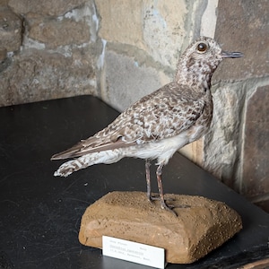 A Grey Plover bird (male). Full adult mount on faux rock mount. Vintage 1952, Barksore, Kent, United Kindom. James Harrison collection