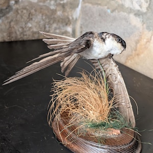 May include: A taxidermied bird with brown and white feathers, perched on a wooden oval base. The bird's wings are partially spread, and the base features dried grasses and greenery. The background is a stone wall.